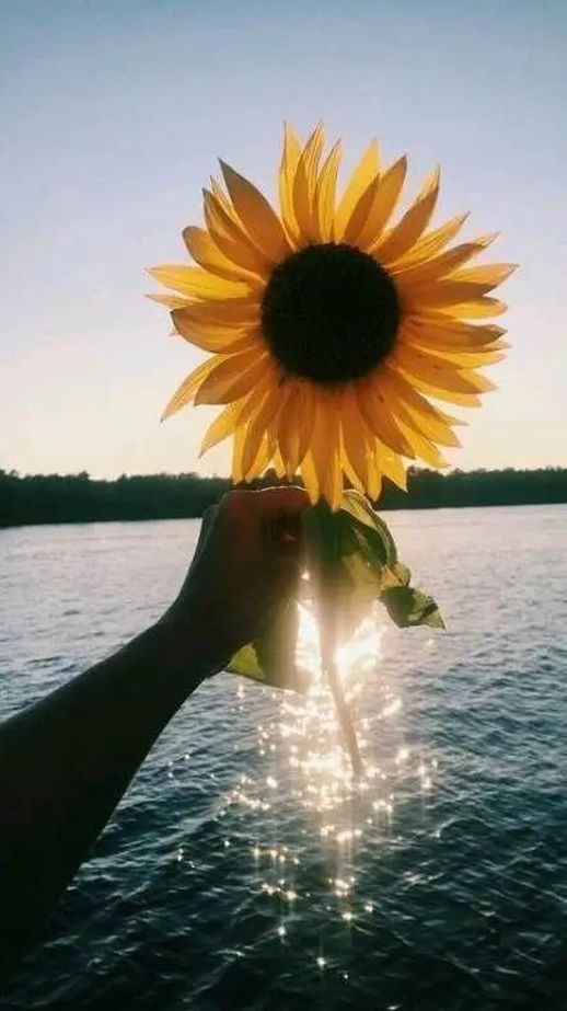 未来可期下一句_祝愿孩子一路繁花似锦的句子