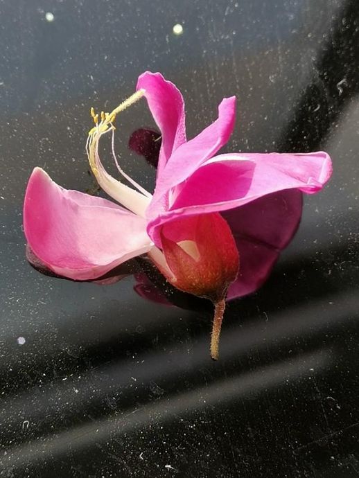 香花槐图片_香花槐的花能吃吗
