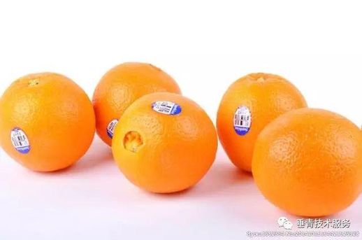 柑与橘与桔的区别_怎么区分桔和柑