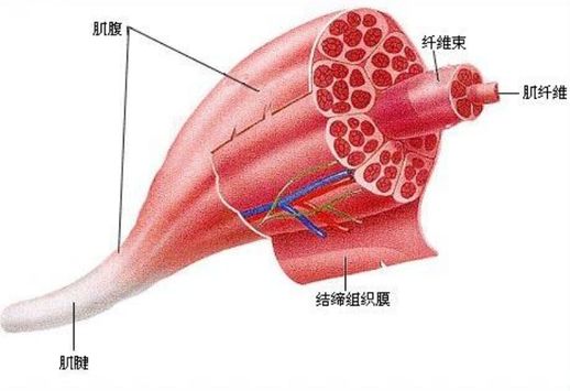 腹肌轮效果怎么样_每天200次跪姿健腹轮效果
