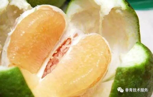 柑与橘与桔的区别_怎么区分桔和柑