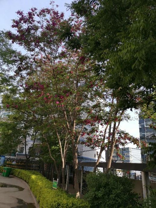 香花槐图片_香花槐的花能吃吗