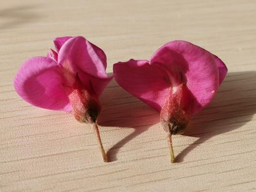 香花槐图片_香花槐的花能吃吗