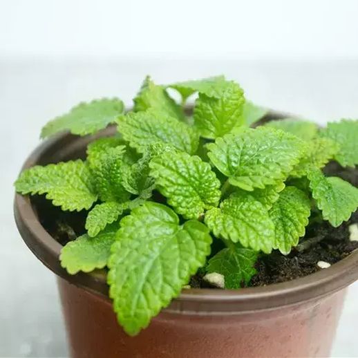 驱蚊植物有哪些_驱蚊的藤蔓植物有哪些