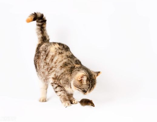 老猫拿耗子_老猫拿耗子的下一句