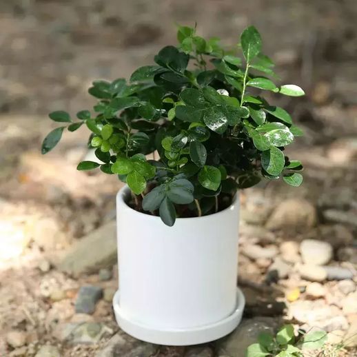 驱蚊植物有哪些_驱蚊的藤蔓植物有哪些