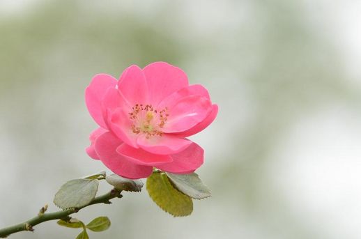 自制浇花器40天步骤图_自制浇花神器图片