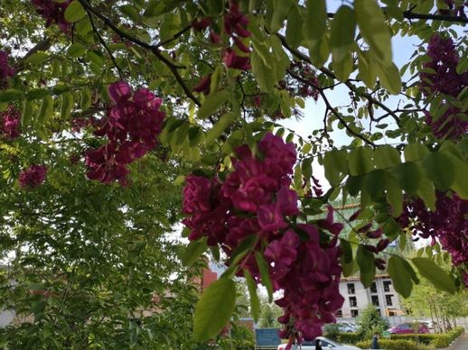 香花槐图片_香花槐的花能吃吗
