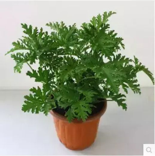 驱蚊植物有哪些_驱蚊的藤蔓植物有哪些