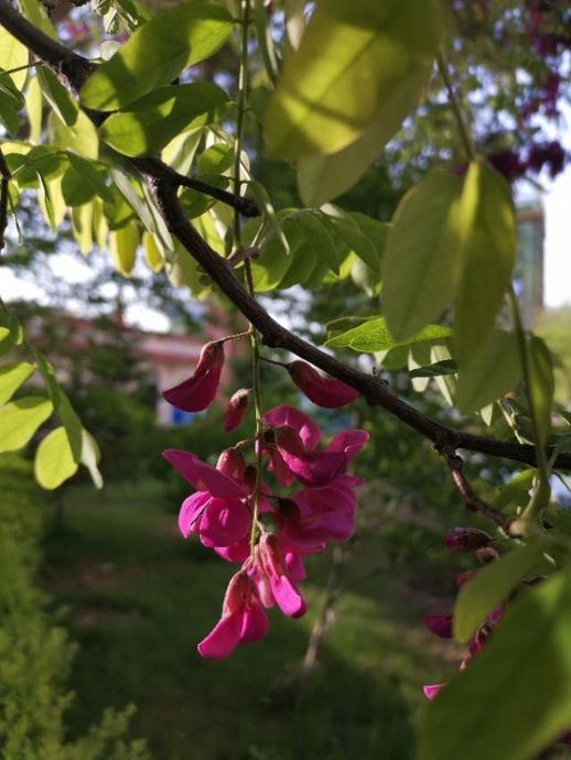 香花槐图片_香花槐的花能吃吗