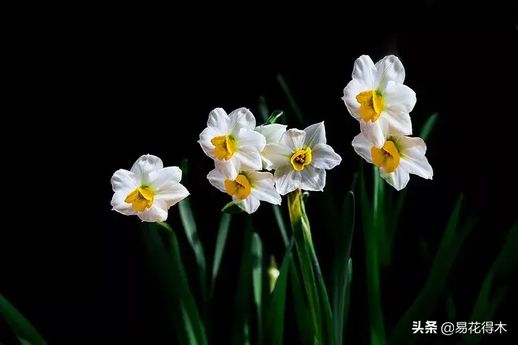 水仙开花后处理步骤图_水仙几月份开花