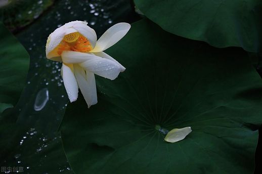 春风十里下一句_十里春风不如你的全诗