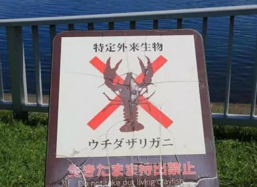 小龙虾是外来物种吗_小龙虾养殖一亩投资成本