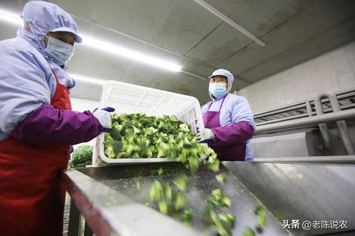 想在农村创业做什么好_合适在农村创业项目有哪些