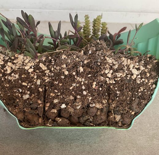 多肉如何种植_多肉怎么种植方法
