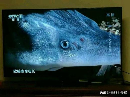 伏尔加的鱼是什么意思_伏特加标志一条鱼