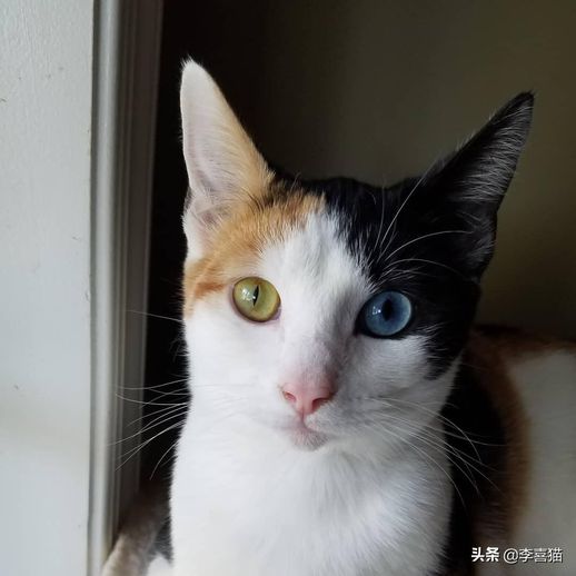 波斯猫的眼睛_波斯猫的眼睛是蓝色的吗