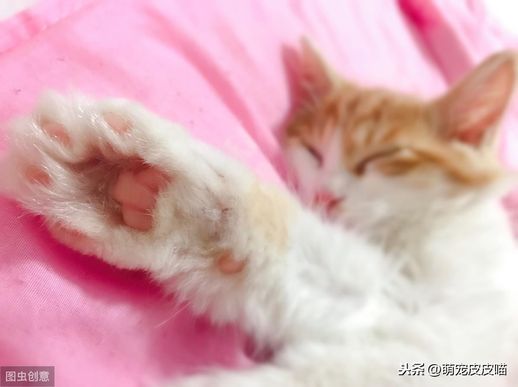 小猫的爪子像什么答案_猫的爪子像什么一样锋利