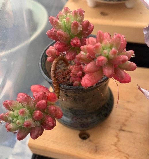多肉如何种植_多肉怎么种植方法