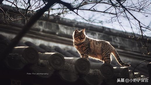三番四次是什么动物_三番四次是什么动物生肖