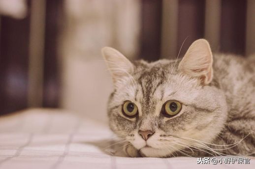 三番四次是什么动物_三番四次是什么动物生肖