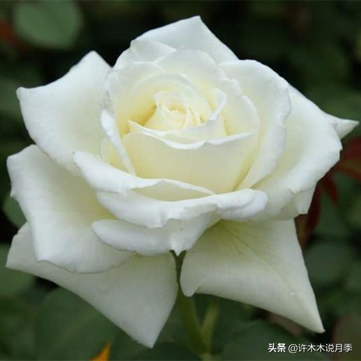 玫瑰花种植方法全过程_玫瑰花种植方法全过程玫瑰花树枝皱怎么办