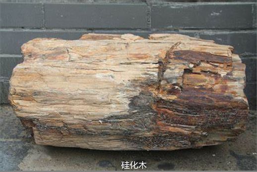 什么是化石_化石的解释是什么意思
