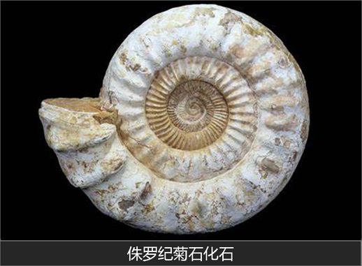 什么是化石_化石的解释是什么意思
