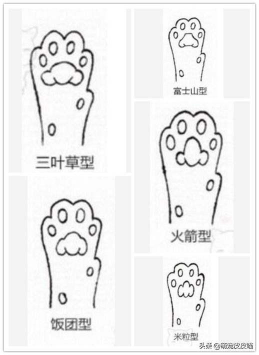 小猫的爪子像什么答案_猫的爪子像什么一样锋利