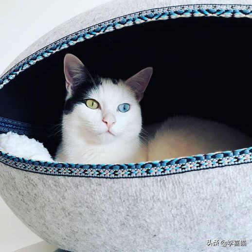 波斯猫的眼睛_波斯猫的眼睛是蓝色的吗