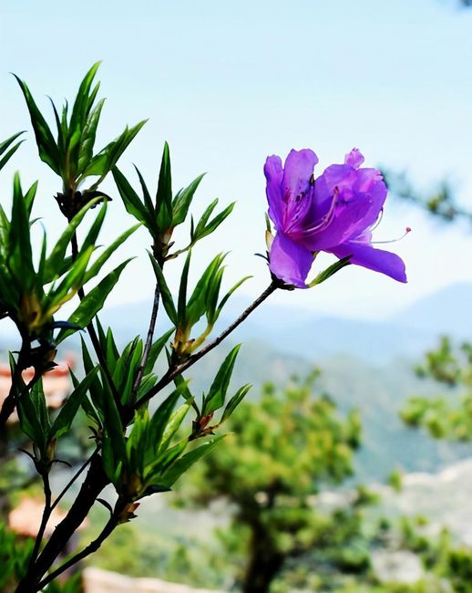 杜鹃花寓意_杜鹃花暗示什么