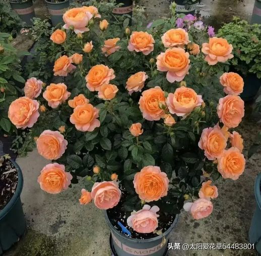 春天开花的植物_春天开放的花有哪些花