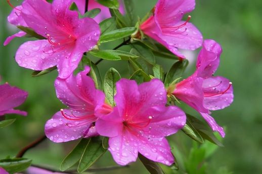 杜鹃花寓意_杜鹃花暗示什么