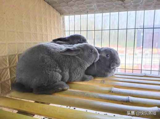 养殖兔子的方法_兔子养殖场