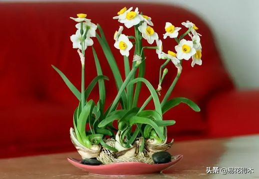 水仙开花后处理步骤图_水仙几月份开花