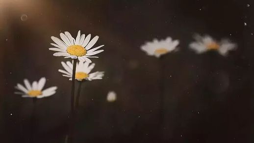 心素如简的意思_心素如简的女人