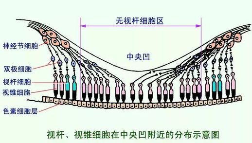 人眼分辨率_人眼分辨率是多少微米