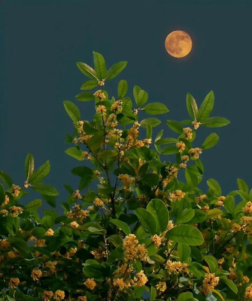 桂花树是什么植物_桂花树图片
