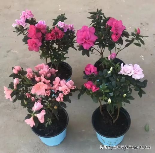 春天开花的植物_春天开放的花有哪些花
