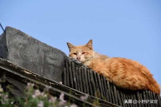 三番四次是什么动物_三番四次是什么动物生肖