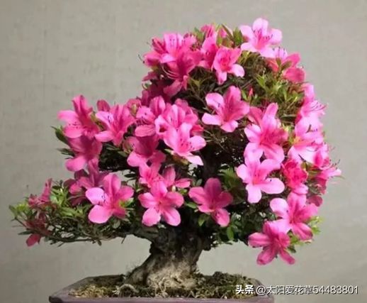 春天开花的植物_春天开放的花有哪些花