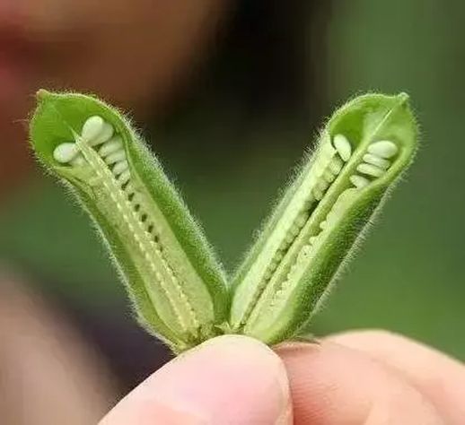 榨油的意思_榨油的意思是什么意思