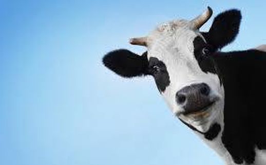 cows怎么读_cows怎么读英语语音