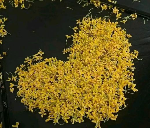 桂花树是什么植物_桂花树图片