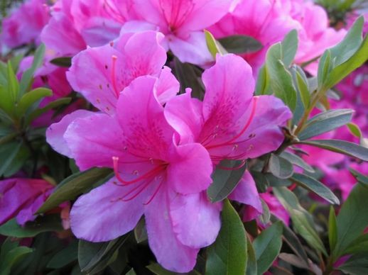 杜鹃花寓意_杜鹃花暗示什么