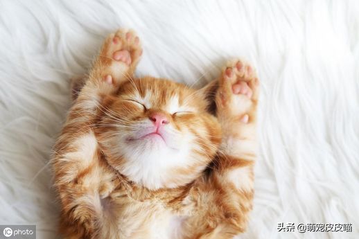 小猫的爪子像什么答案_猫的爪子像什么一样锋利