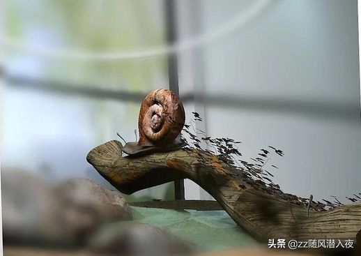 家里怎么养蜗牛_蜗牛没土可以养吗
