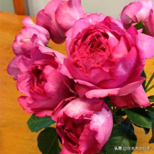 玫瑰花种植方法全过程_玫瑰花种植方法全过程玫瑰花树枝皱怎么办