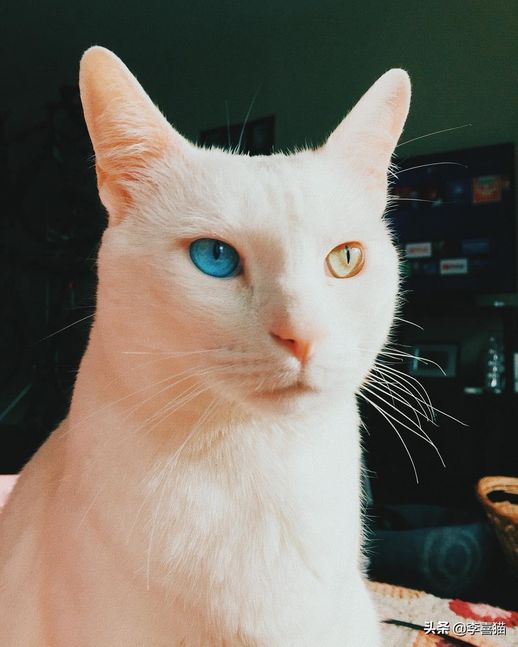 波斯猫的眼睛_波斯猫的眼睛是蓝色的吗