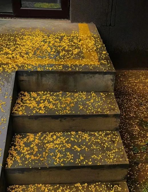 桂花树是什么植物_桂花树图片